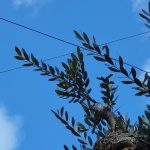 Xylella, Coldiretti: vivi e rigogliosi gli innesti sull’ ulivo millenario di Piazza Sant'Oronzo a Lecce - Corriere Salentino