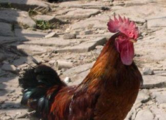 “Quando il gallo cantava”, Rocco Boccadamo racconta un Salento quasi perduto