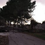 Il maestrale sferza il Salento: abbattuti pali, alberi e cartelloni stradali - Corriere Salentino