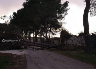 Il maestrale sferza il Salento: abbattuti pali, alberi e cartelloni stradali