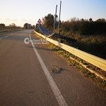 Il maestrale sferza il Salento: abbattuti pali, alberi e cartelloni stradali - Corriere Salentino