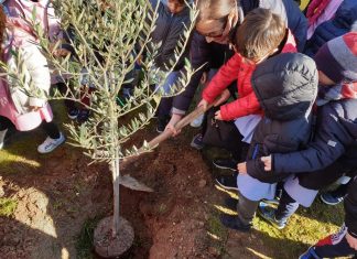 Andrano e Castiglione, i pensionati della Cgil e gli alunni delle elementari piantano ulivi nelle scuole