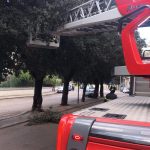 Sbatte contro un albero, paura in mattinata sul viale della villa: rimosso l'arbusto "pericolante" - Corriere Salentino