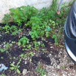 Lavori per il rifacimento del piano stradale, cane intossicato dalle esalazioni nei pressi del cantiere - Corriere Salentino