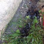 Lavori per il rifacimento del piano stradale, cane intossicato dalle esalazioni nei pressi del cantiere - Corriere Salentino