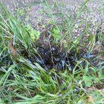 Lavori per il rifacimento del piano stradale, cane intossicato dalle esalazioni nei pressi del cantiere - Corriere Salentino