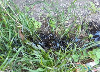 Lavori per il rifacimento del piano stradale, cane intossicato dalle esalazioni nei pressi del cantiere