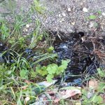 Lavori per il rifacimento del piano stradale, cane intossicato dalle esalazioni nei pressi del cantiere - Corriere Salentino