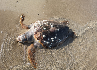 San Cataldo di Lecce, trovata una tartaruga morta in spiaggia