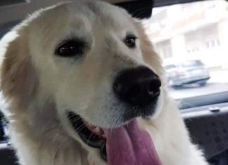 Botti di Capodanno, a Lecce una cucciola di maremmano muore stroncata da un infarto