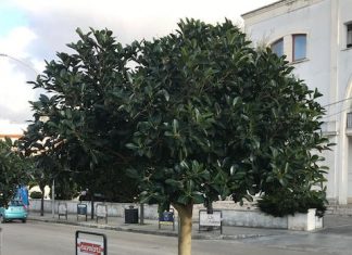 Nardò, arrivano nuovi alberi in via Bonfante