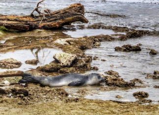 Cucciolo di foca monaca sulle coste leccesi. Ispra detta le norme da seguire per salvarlo
