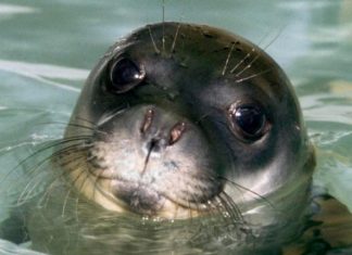 La foca monaca torna nelle acque del Salento. Avvistato un esemplare sulla spiaggia di Frigole