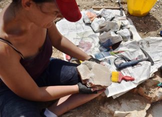 Preistoria, nei fossili di Nardò informazioni sulla vita dei più antichi abitanti del Salento