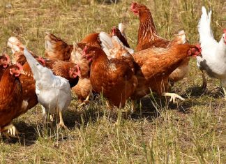 “Mediterranea Winner”, dal pollo più piccolo del mondo all’oca di 8 kg: tutte le perle del mondo avicolo a Soleto