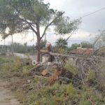 Il maestrale sferza il Salento: abbattuti pali, alberi e cartelloni stradali - Corriere Salentino
