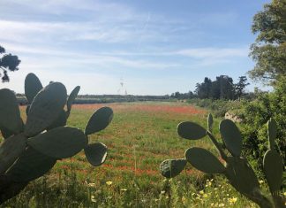 Lecce, un nuovo impianto di videosorveglianza per il Parco di Rauccio