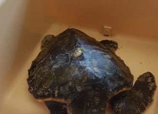 Emergenza tartarughe: decine spiaggiate sulla costa adriatica. L’appello dei volontari