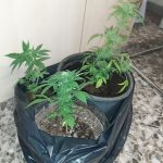 In casa "erba" e tre piantine: arrestato. Nei guai pure un 72enne per bancarotta: sconterà 3 anni - Corriere Salentino