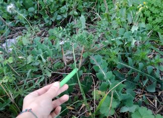 “Andar per erbe” domani giornata laboratorio organizzata a Castiglione d’Otranto