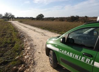 Abusivismo: scattano due denunce. Distrutti ettari di bosco e macchia mediterranea