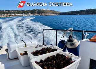 A pesca di ricci a largo di Leuca, ma ne cattura troppi: multa e sequestro