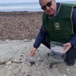Le Guardie Zoofile del Nogra Lecce recuperano una tartaruga Caretta-caretta in difficoltà - Corriere Salentino