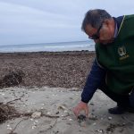 Le Guardie Zoofile del Nogra Lecce recuperano una tartaruga Caretta-caretta in difficoltà - Corriere Salentino