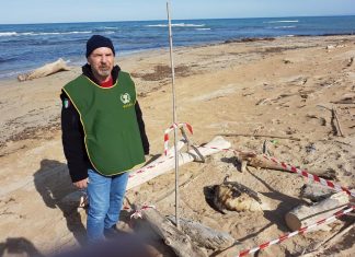 Un esemplare di tartaruga Caretta-caretta trovata morta a Frigole