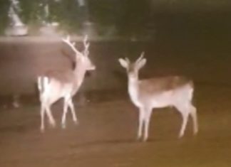 Due cervi a Lucugnano. Singolare avvistamento nella notte