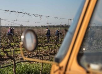 Il mondo del vino ai tempi del Coronavirus: l’esperienza di Conti Zecca