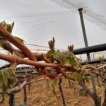 Maltempo, Coldiretti Puglia: "Strage in campagna, danni su primizie, verdure, frutta e vigneti" - Corriere Salentino