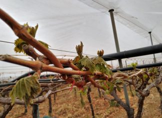 Le sue dita come stecchi di mandorlo. 15 -Vincenzo era piccolo minuto in un letto enorme