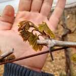 Maltempo, Coldiretti Puglia: "Strage in campagna, danni su primizie, verdure, frutta e vigneti" - Corriere Salentino