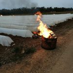 Maltempo, Coldiretti Puglia: "Strage in campagna, danni su primizie, verdure, frutta e vigneti" - Corriere Salentino