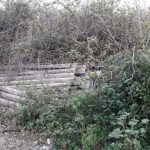 Degrado e rifiuti nel territorio del Comune di Alliste, la denuncia Italia Nostra Sud Salento - Corriere Salentino