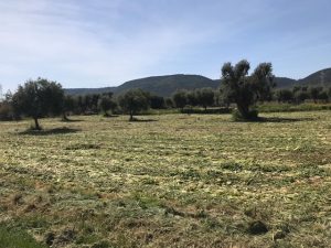 Coronavirus, Coldiretti Puglia: al macero rape, sedano e cicorie rimasti invenduti, appello a supermercati 'acquistate a km0' - Corriere Salentino