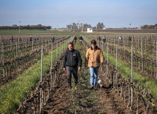 Conti Zecca: tradizione e sostenibilità. La produzione procede. Clemente Zecca “Un amore in crescendo”. Donna Marzia insegna: l’amore vince su tutto