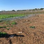 Blitz notturni per rubare barbatelle e pali da vigneti, Coldiretti Puglia: "Gli agricoltori costretti a fare ronde notturne" - Corriere Salentino