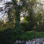 Travolto da un ramo mentre pota gli alberi, trasportato d'urgenza in ospedale con "codice rosso" - Corriere Salentino