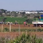 “Patatavirus”, atto II: per i braccianti arrivano le mascherine. Ma altrove si abbracciano alla fine del raccolto - Corriere Salentino