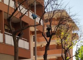 Volano Sacchi dell’immondizia da un appartamento: l’incivile rischia la denuncia penale