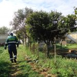 Allevamento abusivo nei campi, sequestrati 260 esemplari di volatili e 9 tartarughe - Corriere Salentino