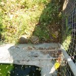 Allevamento abusivo nei campi, sequestrati 260 esemplari di volatili e 9 tartarughe - Corriere Salentino