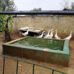 Allevamento abusivo nei campi, sequestrati 260 esemplari di volatili e 9 tartarughe - Corriere Salentino