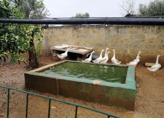 Allevamento abusivo nei campi, sequestrati 260 esemplari di volatili e 9 tartarughe