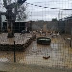 Allevamento abusivo nei campi, sequestrati 260 esemplari di volatili e 9 tartarughe - Corriere Salentino