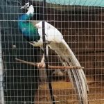 Allevamento abusivo nei campi, sequestrati 260 esemplari di volatili e 9 tartarughe - Corriere Salentino