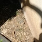 Allevamento abusivo nei campi, sequestrati 260 esemplari di volatili e 9 tartarughe - Corriere Salentino