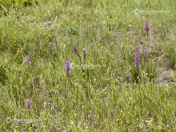 Domani la “Giornata delle Oasi 2020” alle Cesine: insieme per cambiare rotta - Corriere Salentino